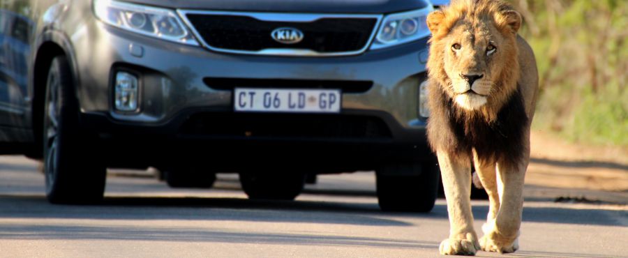 Kruger lion