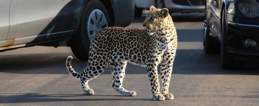 Leopard-H1-3-Kruger