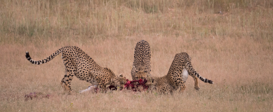 Cheetahs on kill Kgalagadi