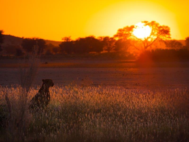 Cheetah at sunrise