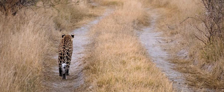 Leopard walking on path