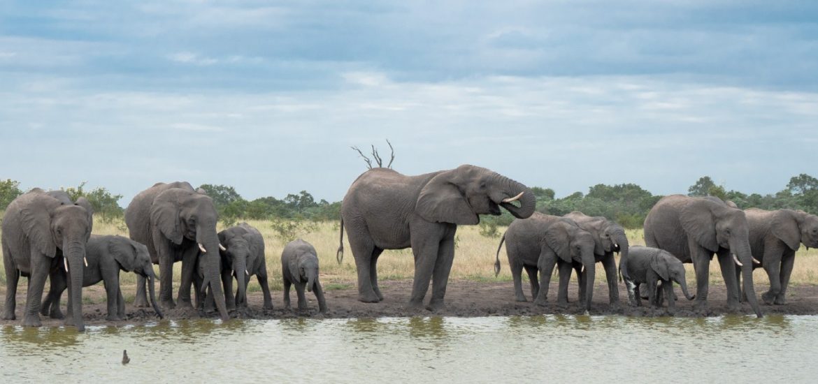 elephants drinking Singita Ebony Lodge