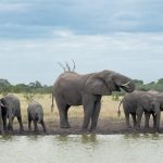elephants drinking Singita Ebony Lodge