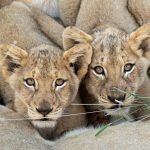 Two lion cubs at Mantobeni Lodge