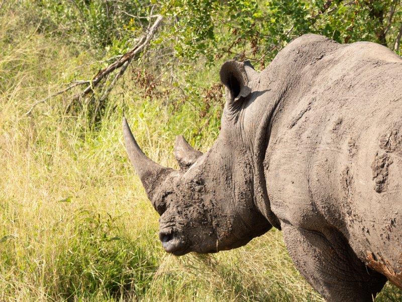 rhino in sabi sands