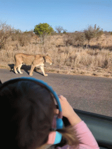 kids on safari: watching lion