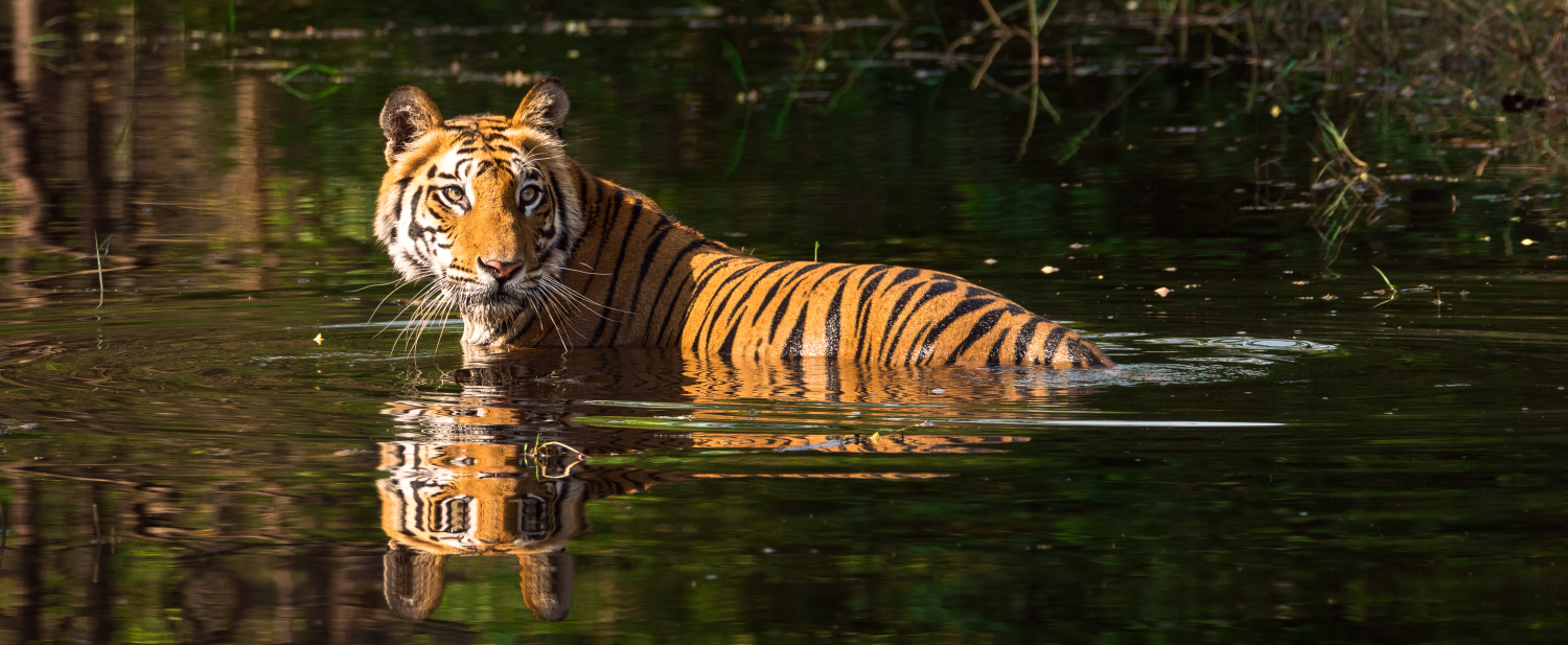 Tiger safari in Bandhavgarh National Park, India | Ready Set Safari