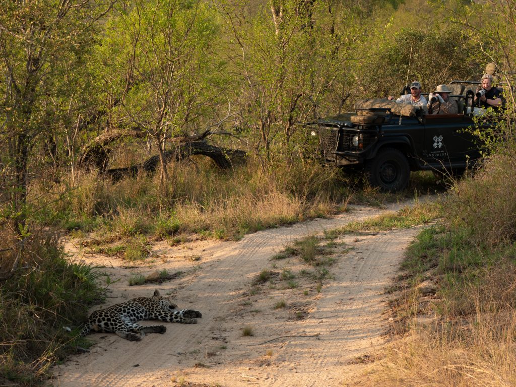 Londolozi vehicle watching leopard sleeping