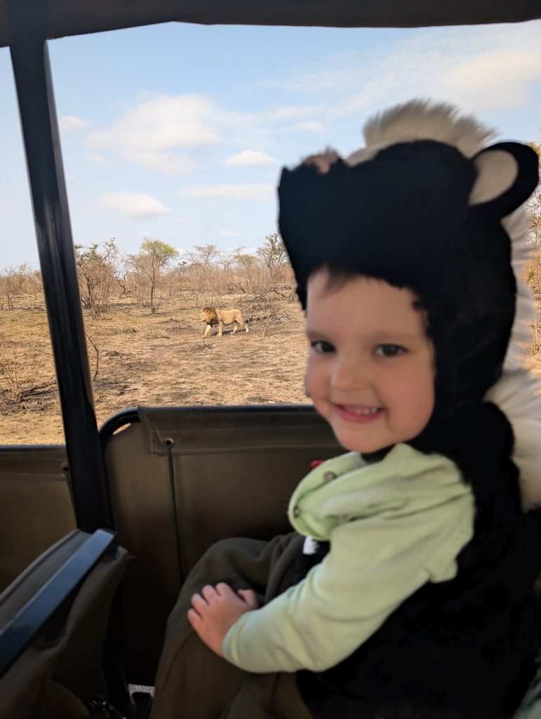 Child dressed as honey badger on safari with lion in background